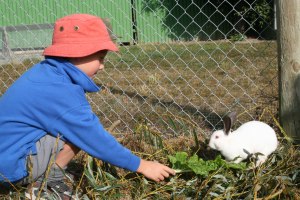 boy feeding rabbit