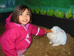 rabbit-carrot1