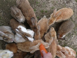 rabbit-carrot4