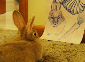 showing-pic-to-rabbit
